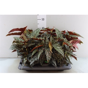 Begonia Maculata Spotl Green