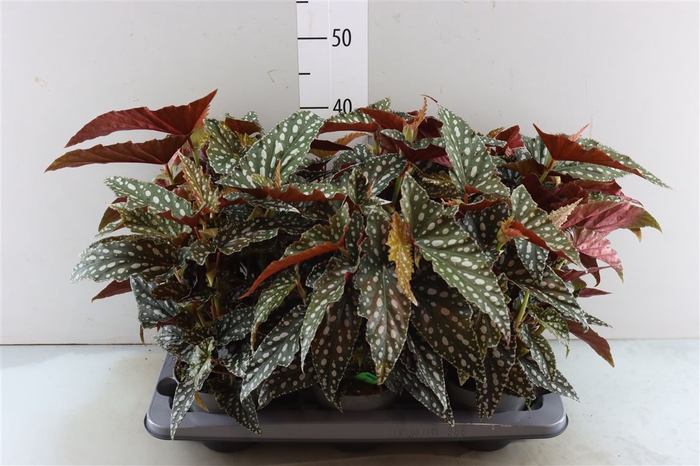 <h4>Begonia Maculata Spotl Green</h4>