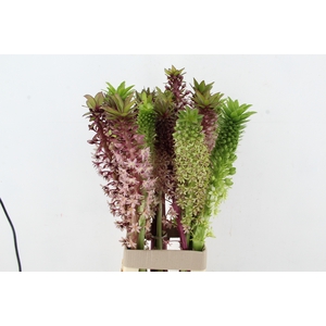 EUCOMIS MIX
