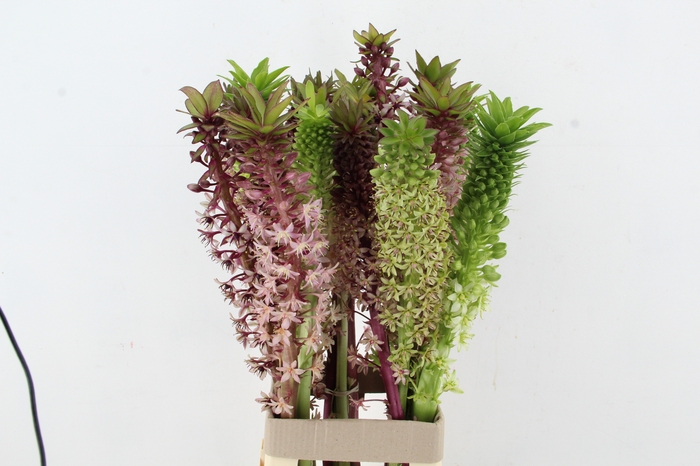 <h4>EUCOMIS MIX</h4>