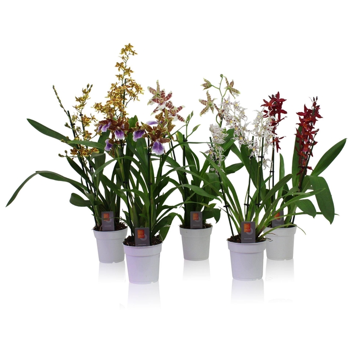 Orchideeen