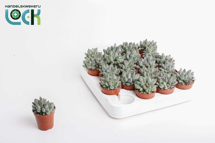 <h4>Echeveria Hookeri</h4>