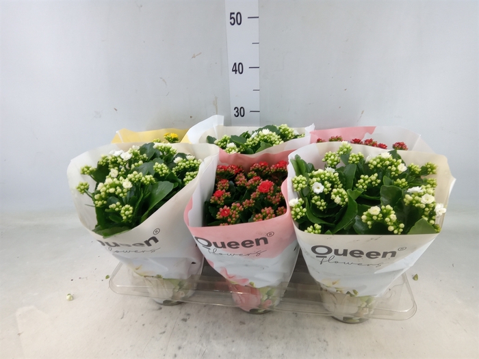 <h4>Kalanchoe blos.   ..rosebud mix GR</h4>