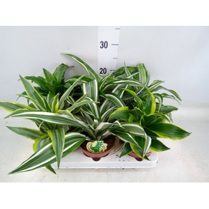 Dracaena   ...mix