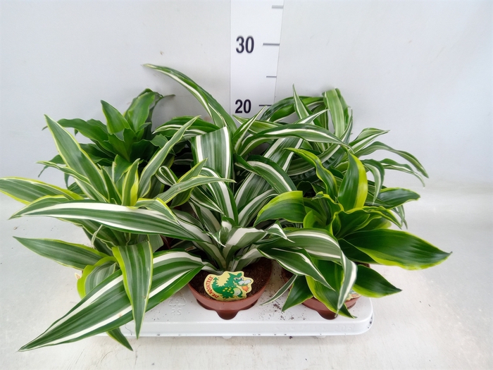 <h4>Dracaena   ...mix</h4>