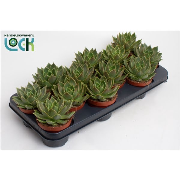 <h4>Echeveria Agavoides</h4>