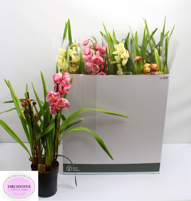 <h4>CYMB GEMENGD</h4>