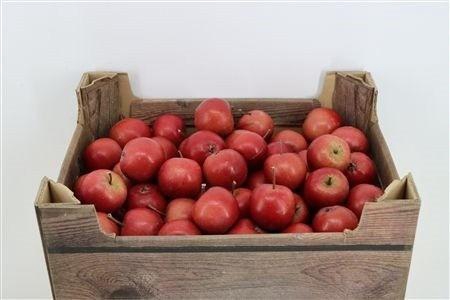 <h4>SIERAPPEL MALUS</h4>