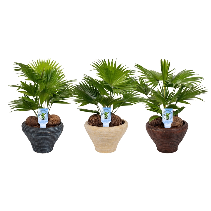 <h4>Livistona nr 6 hoedje mix schalen asp</h4>