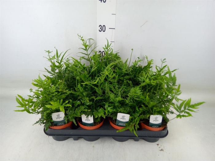 <h4>Pteris ensiformis</h4>