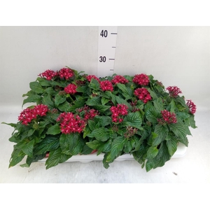 Pentas lanceolata 'Graffiti Lipsti'