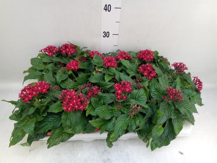 <h4>Pentas lanceolata 'Graffiti Lipsti'</h4>