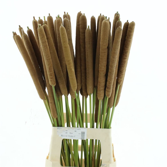 <h4>Typha Latifolia</h4>