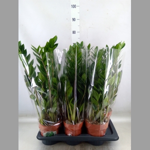 Zamioculcas zamiifolia