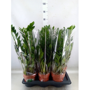 Zamioculcas zamiifolia