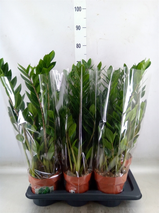 <h4>Zamioculcas zamiifolia</h4>