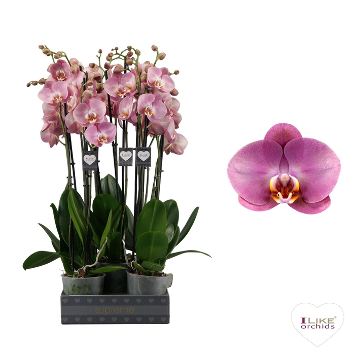<h4>Phalaenopsis Honey Peach - 3 tak 60cm</h4>