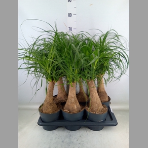 Beaucarnea recurvata