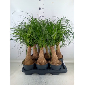 Beaucarnea recurvata