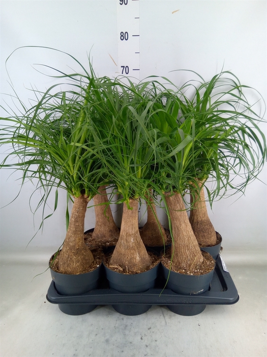 <h4>Beaucarnea recurvata</h4>