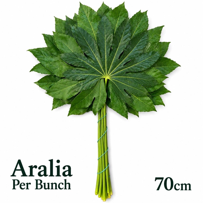 <h4>FATSIA JAPONICA BS</h4>