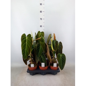 Philodendron melanochrysum