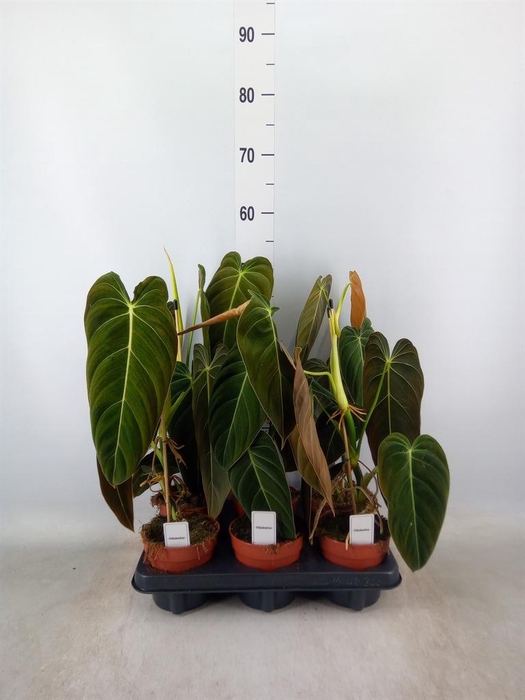 <h4>Philodendron melanochrysum</h4>