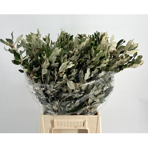 Quercus Ilex 200gr