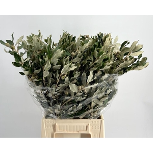 DEC Quercus Ilex 200gr