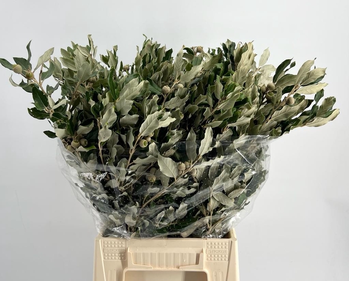 <h4>DEC Quercus Ilex 200gr</h4>