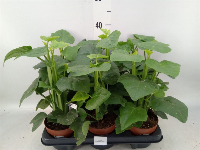 <h4>Cissus   ...</h4>