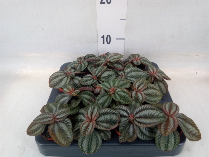 <h4>Pilea  'Norfolk'</h4>