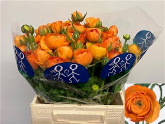 <h4>RAN EL ORANGE</h4>