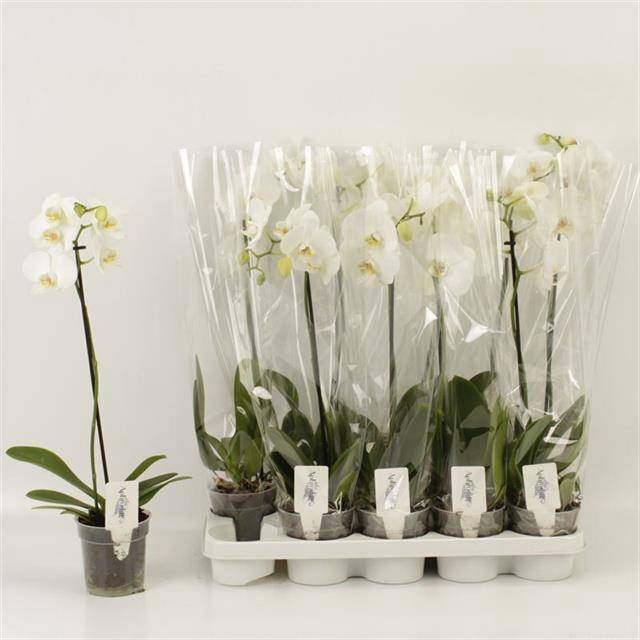 <h4>PHAL OV WIT</h4>