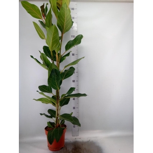 Ficus benghalensis 'Joy'