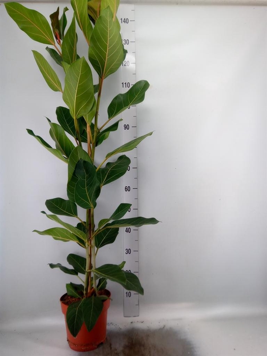 <h4>Ficus benghalensis 'Joy'</h4>
