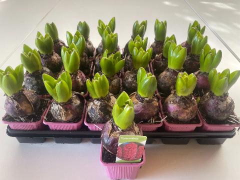 <h4>HYACIN CHINA PINK</h4>