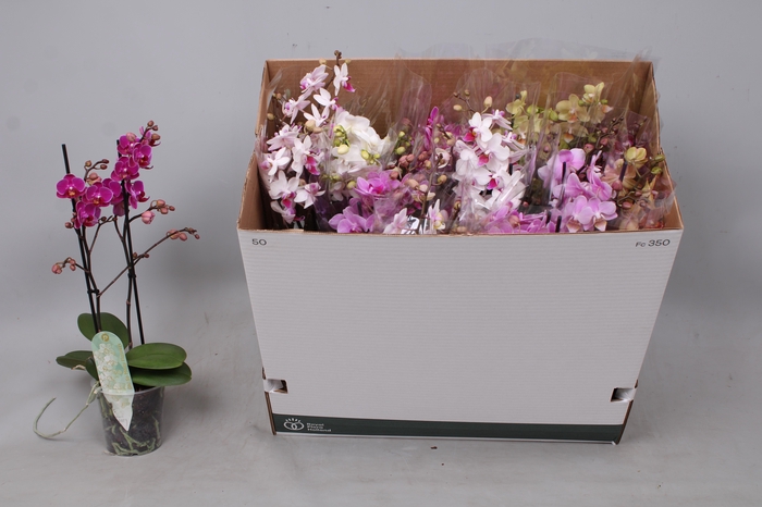 <h4>PHAL MF GEM 8 KL</h4>