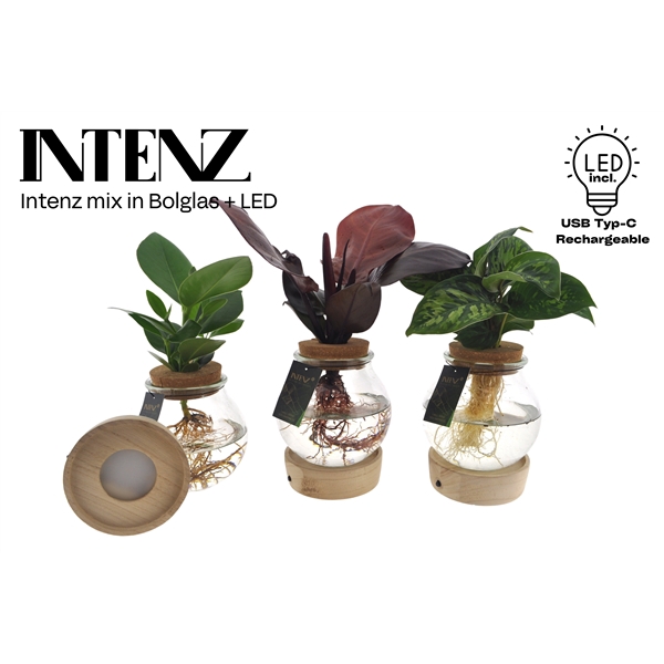 <h4>Intenz mix in Bolglas + LED - levertijd: 24 u</h4>