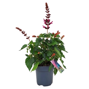 Salvia salgoon Lake Flamingo p17 (NL)