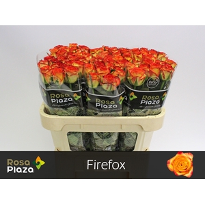 R GR FIREFOX
