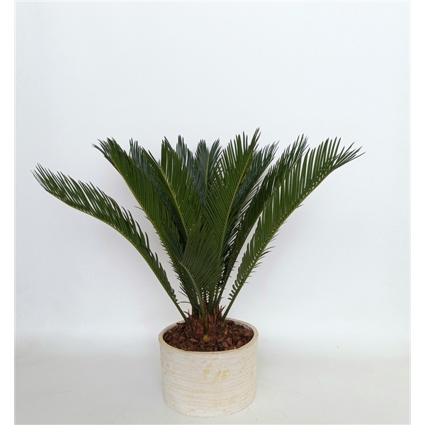 <h4>Cycas in Ruby small creme</h4>