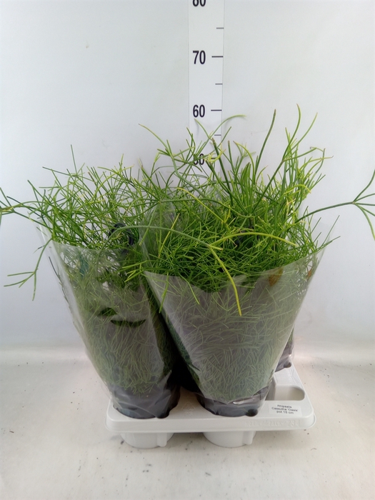 <h4>Rhipsalis baccifera 'Oasis'</h4>