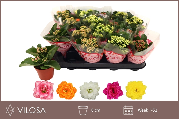 <h4>KAL GE GEM 5 KL</h4>