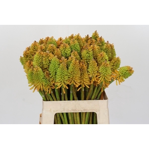 Kniphofia Eycone Peach