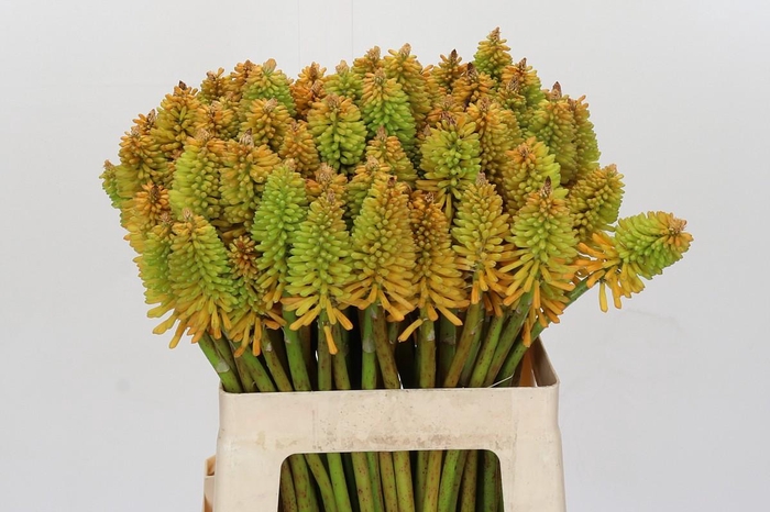 <h4>Kniphofia Eycone Peach</h4>