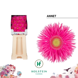 Gerbera Spider Annet Diamond