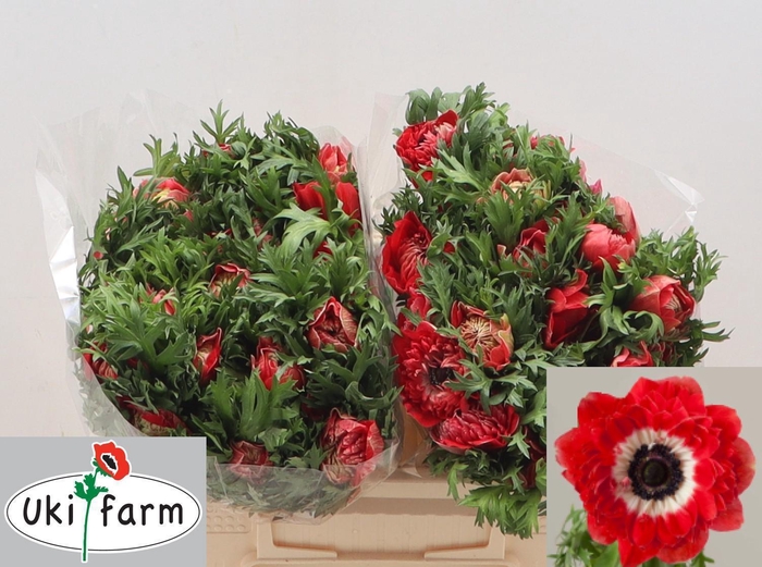 <h4>ANEM CO LEVAN ROSSO</h4>