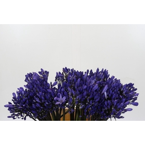 Agapanthus Eyfori Blue