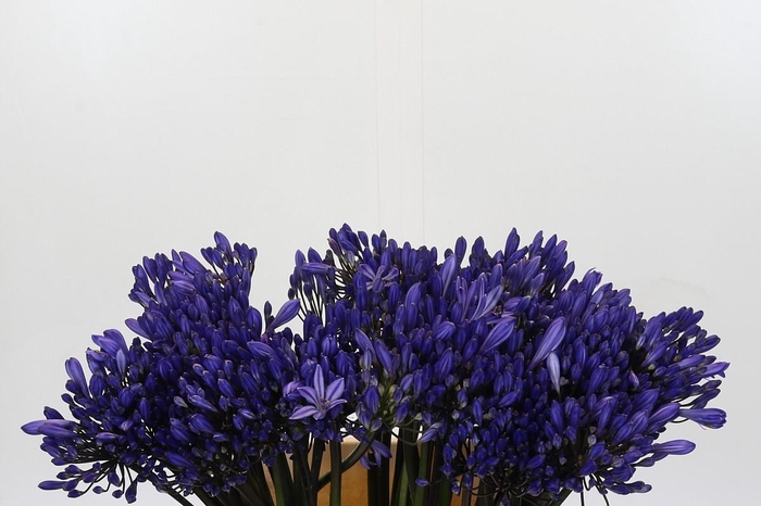 <h4>Agapanthus EYFORI Blue</h4>